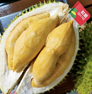 Anak Pokok Red Prawn Durian D175