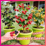 100% Legit 100biji Fresh Mixed Raspberry benih buah buahan Fruits Home Potted Raspberry Live Plant F