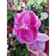 GNC - Phalaenopsis Orchid Pokok Orkid Buttergly Live Plant 蝴蝶兰