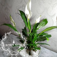 (READY STOCK) LIVE PLANT PEACE LILY WITH CERAMIC POT & PLASTIC POT (INDOOR PLANT)