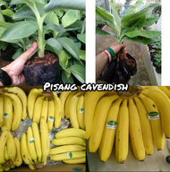 COD bibit pohon pisang cavendish super Siap tanam