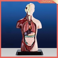 [Lovoski2] Human Body Model for Kids Human Organs Detachable Model for Teaching Aid Education Displa