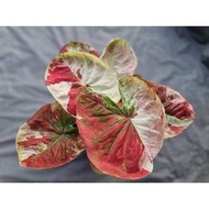 Keladi Ratchawadee / Caladium Ratchawadee (Super Rare)