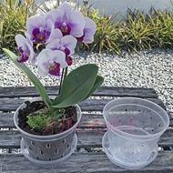 Butterfly Orchid Special Flower Pot with Side Hole Seedling Pot Breathable Basin Orchid  Plant Plastic Transparent Basin/Clear Transparent Plastic Plant Flower Pots