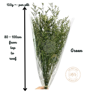 120G CASPIA DRIED FLOWER / REAL PRESERVED DANCING FLOWER / BOUQUET FLOWER / BUNGA HIASAN /