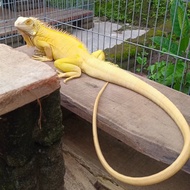 Iguana Albino Jantan proven murah