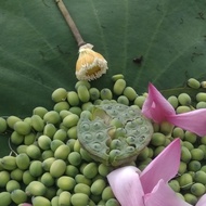 biji bunga teratai Biji Teratai Lotus Biji Bunga Teratai
