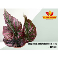 KF - Begonia Brevirimosa Rex 秋海棠 // Rare // Live Plant // KFTANGARDEN