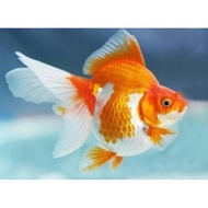 Koki RYUKIN PANDA RANCHU RED CAP JUMBO size 7-10cm -Hiasan stiker