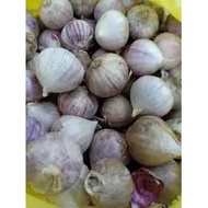 BAWANG PUTIH tunggal jantan Lanang solo single garlic