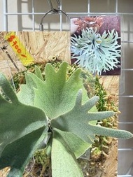 P. Willinckii OMG Sporeling 鹿角蕨