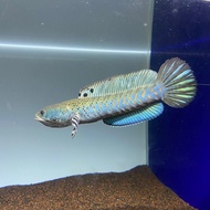 Ikan Hias Predator Channa Pulchra 10cm