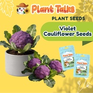 Plant Talks Violet Cauliflower Queen Vegetable Seeds Plant Urban Gardening