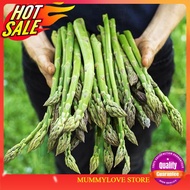 5 Pcs Benih Asparagus California 美国加州芦笋 Ready Stock Sarawak