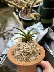 富貴蘭 ‘赤兔’ 蘭花 風蘭