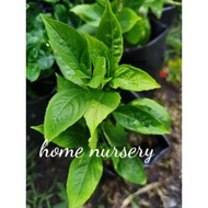 Anak Pokok Selasih.Anak Pokok Ulam.Thai basil.Thai basil plant.Pokok selasih thai.Daun selasih thai.