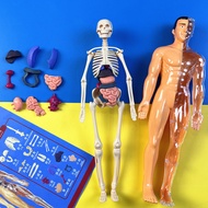 3D Medical Skeleton Model Removable Parts Human Body Science Classroom Demonstration human torso mod