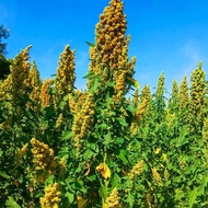 Quinoa Seeds for Sowing Planting Seeds 26418A7/29