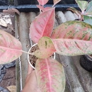 aglonema big roy mutasi pink (real pict stok cuma satu)