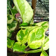 njoy pothos / money plants / epipremnum aurium