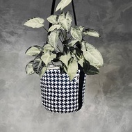 BLR 植物袋 黑白千鳥 CZ03 觀葉植物 美植袋