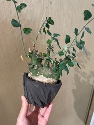 象牙宮 kikko 吉光窯 W11 x H7   earnest hearts rlf ii raw life factory invisible ink