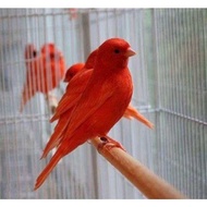 Promo!! telur burung kenari red intensive import fertil original // telur burung siap tetas // telur