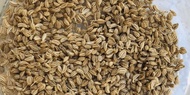 Terbaru Ajwain (Carom Seeds) 100Gr Best Seller