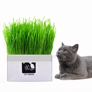 Natural Cat Grass Planting Kit DIY Soil-less Fast Growing Wheat grass Planting Set for Hairball Control 天然猫草