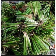 30pc/ of Vetiver grass Landscaping grass Vetiver, (Chrysopogon zizanioides)