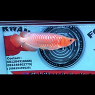 Ikan arwana super red metalik 43cm merah
