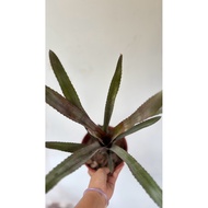 Bromeliad AEC Phantom