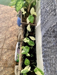 Alocasia Odora/Macrorrhiza Variegata Plant (Baby)