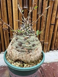 觀峰玉 13cm (多肉植物，塊根植物，球根植物，龍舌蘭，大型多肉植物，仙人掌，仙人球，仙人頭，石化，綴，菊水，海鮮，草球，牡丹，玉露，室內外，戶外，夠光)