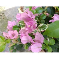 Flower Cutting edible vege Bougainvillea Pink