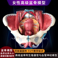 Female pelvic attached to the reproductive organs of neurovascular muscle dissection childbirth demo