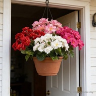 ALLGOODS Silk Begonia Flower, UV Protection Floral Arrangement Artificial Begonia Flowers, Realistic