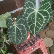 Anthurium tarantula LZ