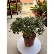 Dwarf Murraya (Murraya Paniculata) Bonsai Plant with Pot