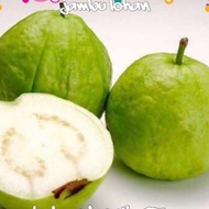 Anak pokok jambu lohan