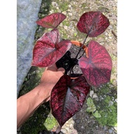 Caladium Darth Maul /ready stock