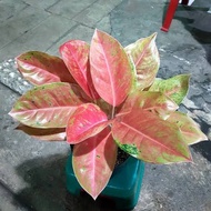 Tanaman Hias Aglonema Big Roy - Aglonema Big Roy