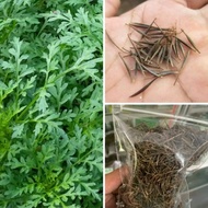 Biji Benih kenikir 250 Biji / benih kenikir sayur / Biji Benih kenikir