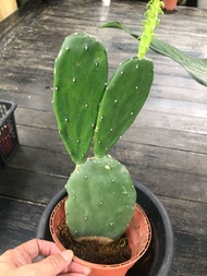 Opuntia ficus-indica Plants（ 仙人掌 / cactus )