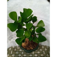 Rare Ficus Triangularis Natalensis