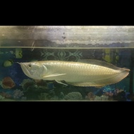 Jual Ikan Arwana Silver Brazil size Medium Murah