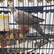 Promo / Terlaris Burung Tekukur Kuk 2