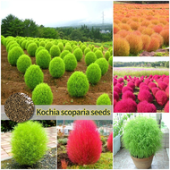 ปลูกง่าย ปลูกได้ทั่วไทย เมล็ดสด100% เมล็ดพันธุ์ โคเชีย บรรจุ 100 เมล็ด Red Green Kochia Seeds for Planting เมล็ดดอกไม้ เมล็ดบอนสี พันธุ์ดอกไม้ ต้นบอนไซ ต้นไม้มงคล ต้นไม้ฟอกอากาศ บอนสีหายาก ดอกไม้จริง ดอกไม้ปลูก บอนไซ ต้นไม้ พันธุ์ไม้ดอก แต่งบ้านและสวน