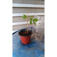 Pokok Senna Occidentalis/ Coffee Senna/ Cassia Occidental - Pokok herba stabil dalam polybag tinggi 