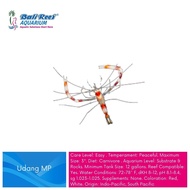 Udang Hias Air Laut Udang MP Coral Shrimp